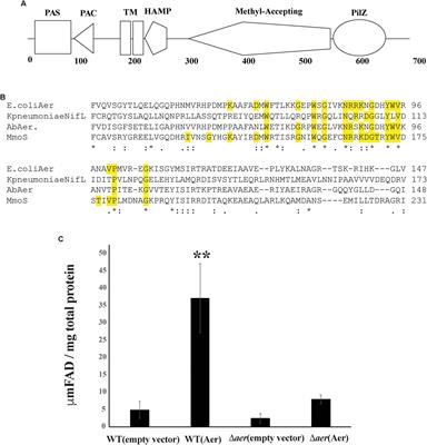 A PilZ-Containing Chemotaxis Receptor Mediates Oxygen and Wheat Root Sensing in Azospirillum brasilense